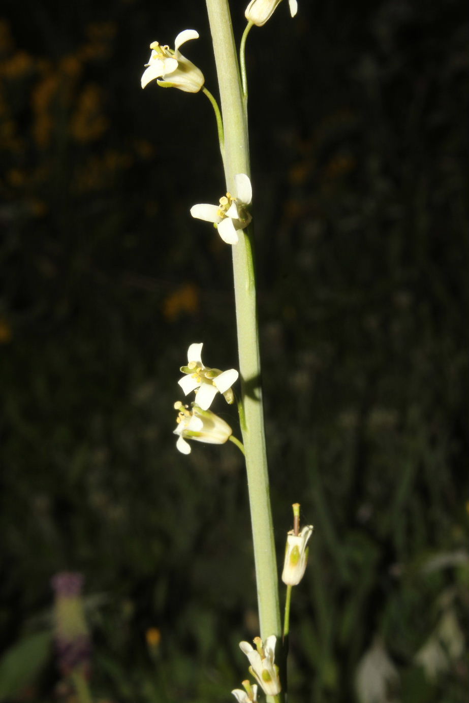 Arabis  glabra